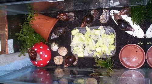 What is the lifespan of giant African land snails?
